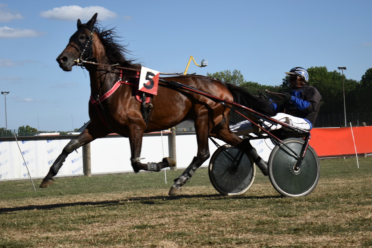 horse and rider during trotting race